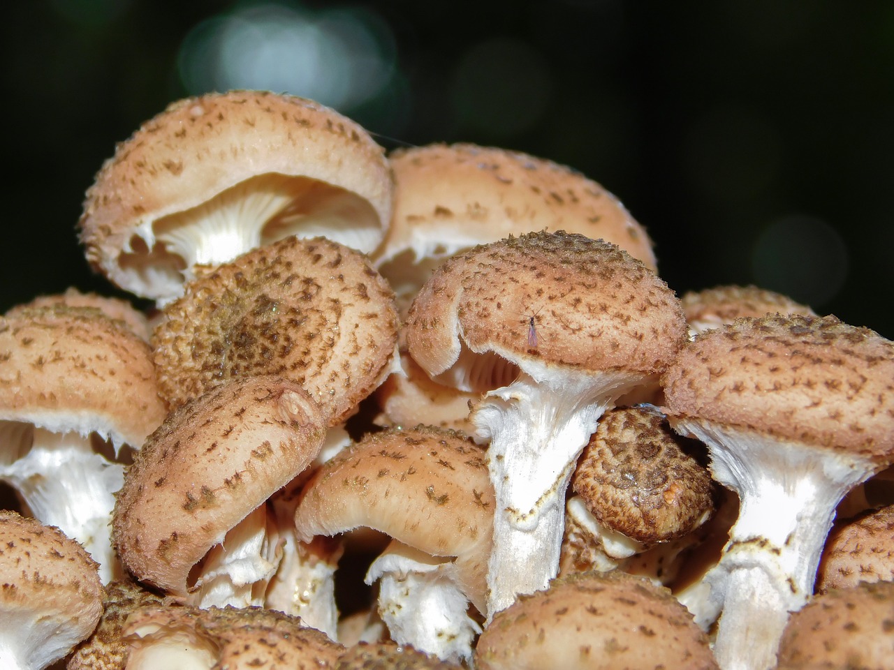 mushrooms armillaria mellea mushroom free photo