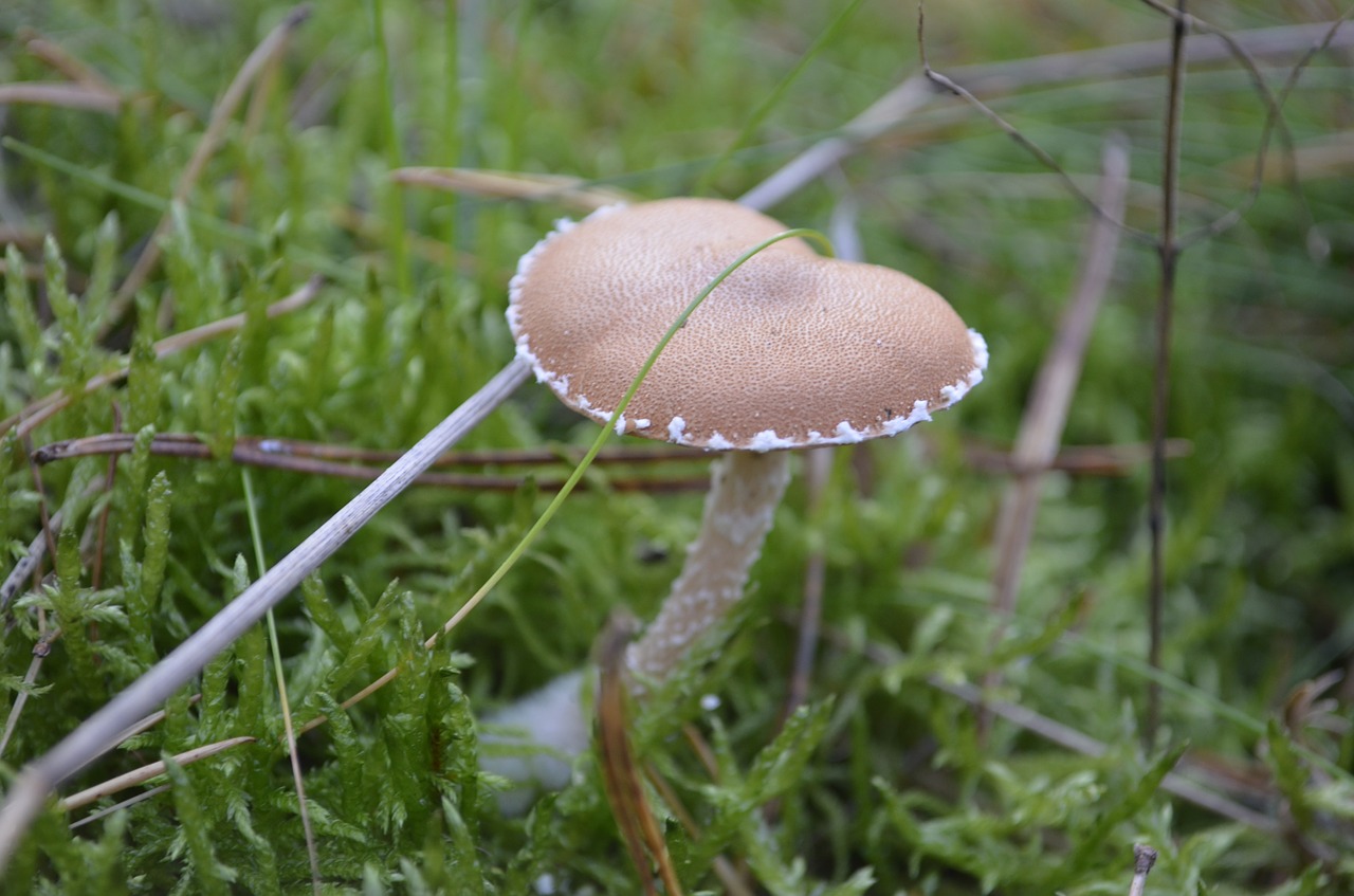 mushrooms toxic wild mushrooms free photo