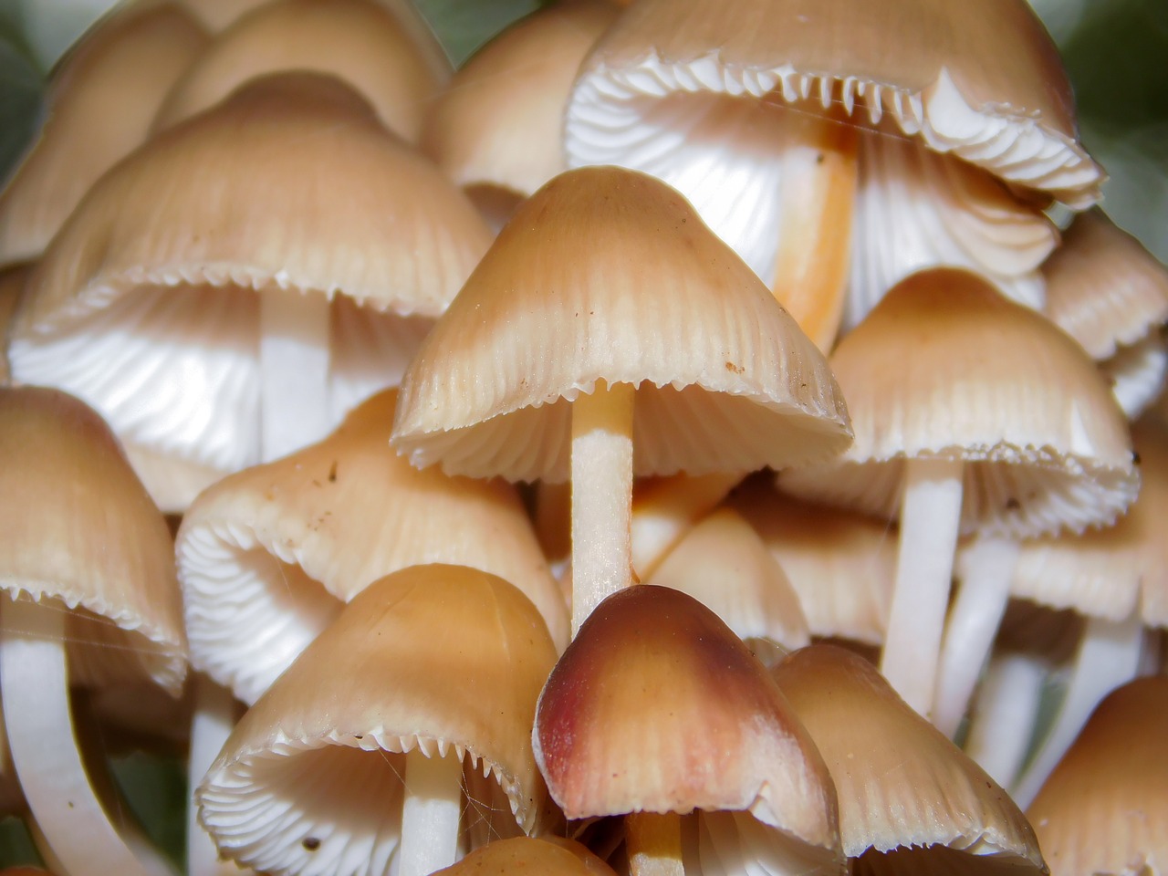mushrooms tree fungus forest free photo