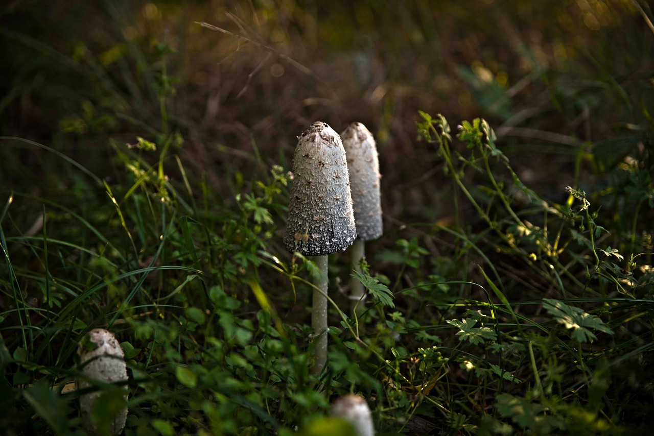 mushrooms forest autumn free photo