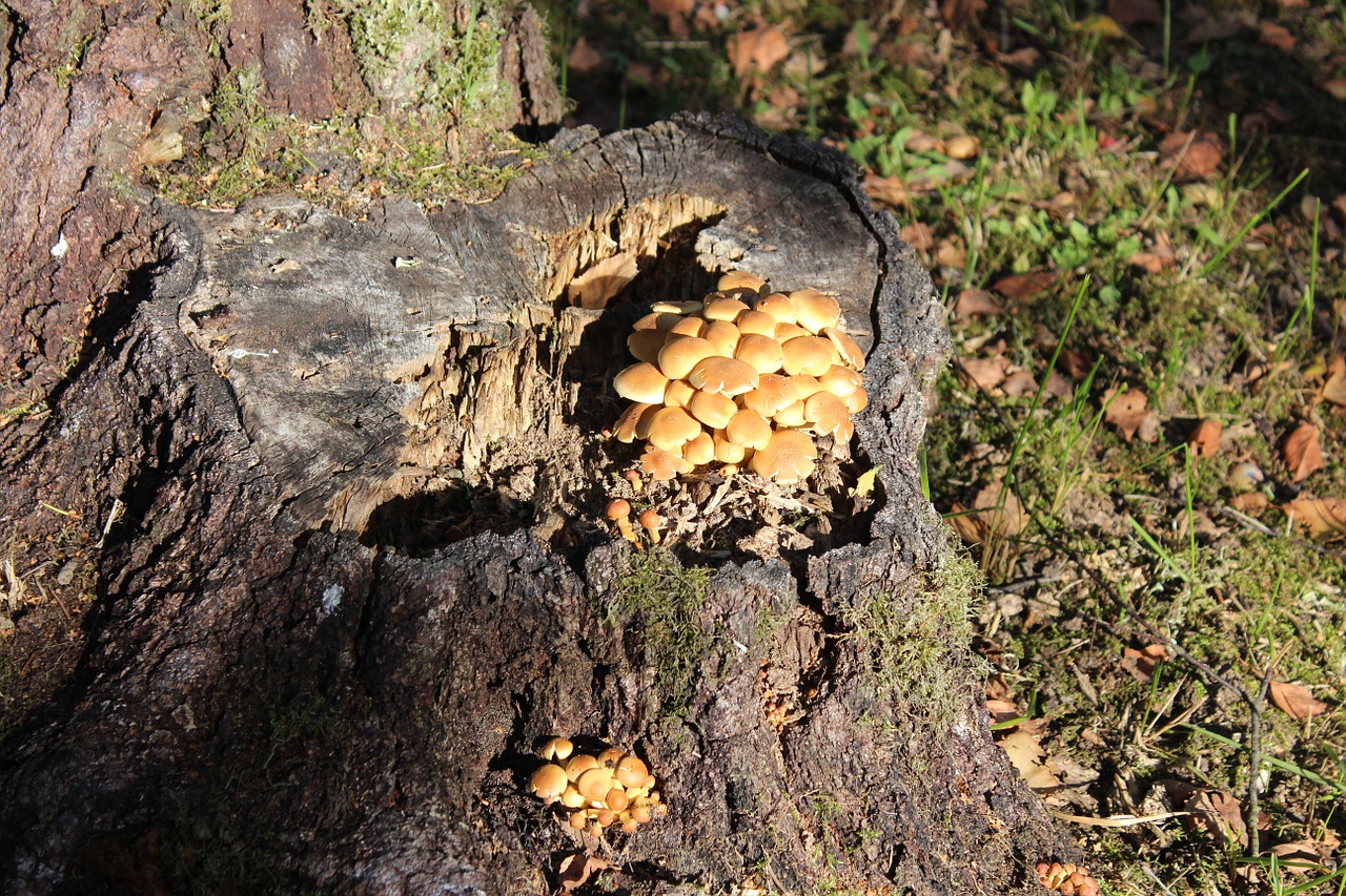 mushrooms mushroom autumn free photo