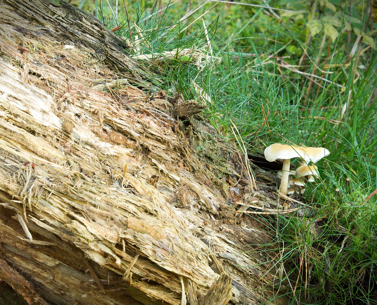 mushrooms forest nature free photo