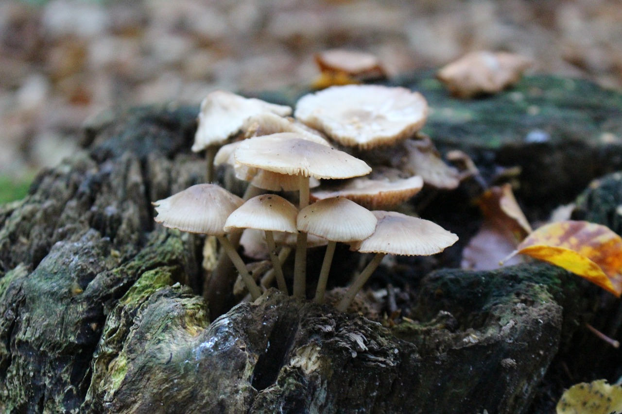 mushrooms tree fungi forest free photo