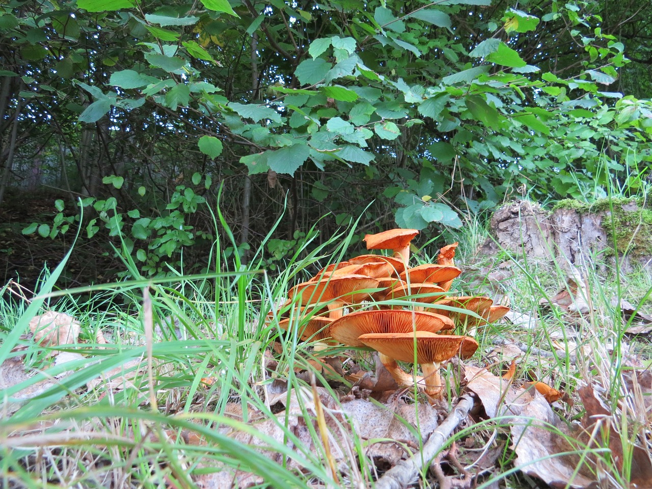 mushrooms autumn nature free photo