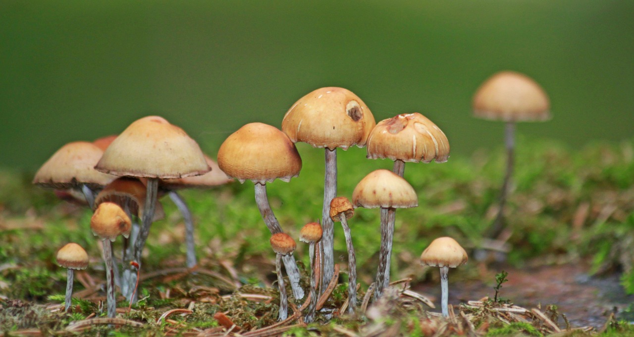 mushrooms forest autumn free photo