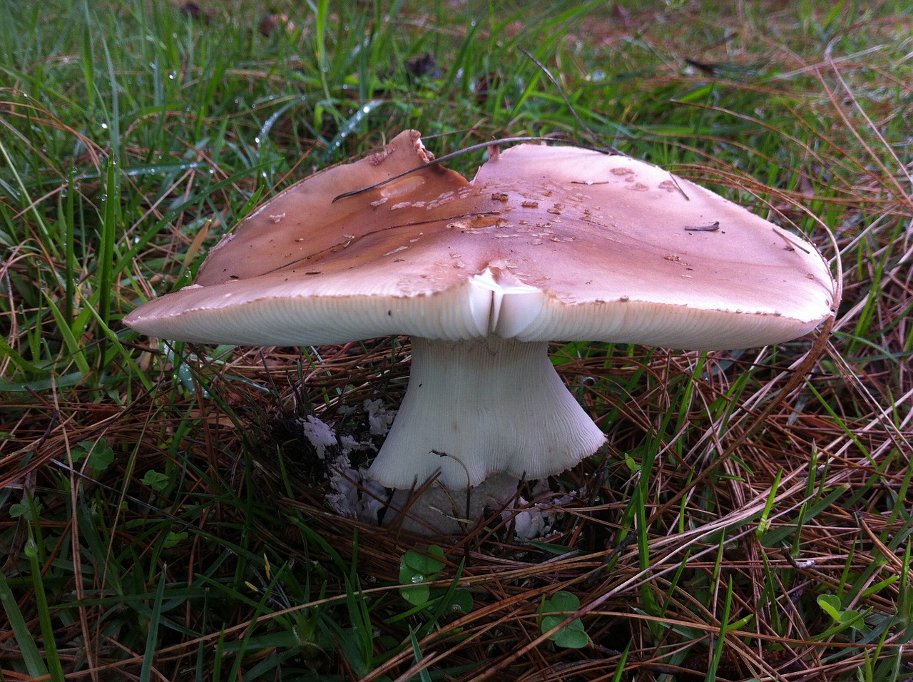 mushrooms nature vintage free photo