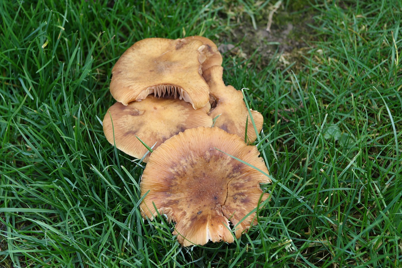 mushrooms garden autumn free photo