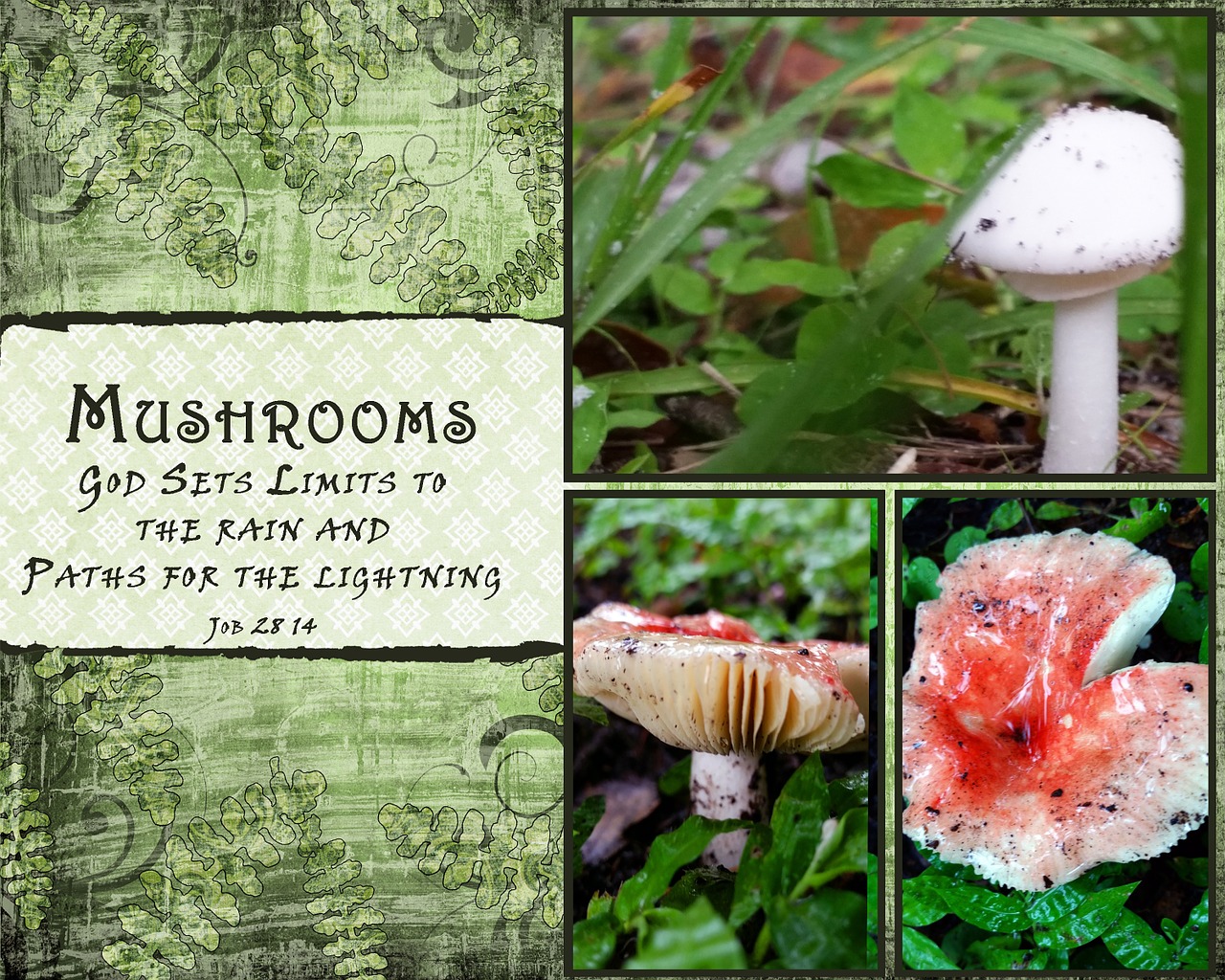 mushrooms quotes white free photo