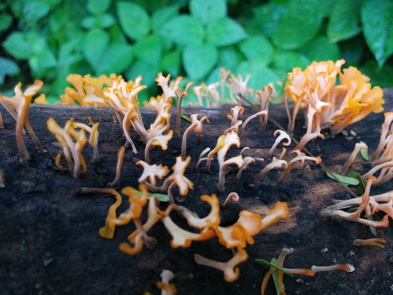 mushrooms fungus nature free photo