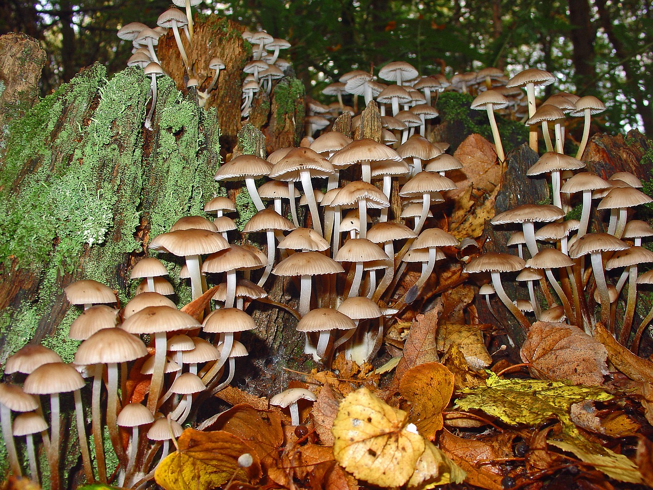 mushrooms autumn forest nature free photo