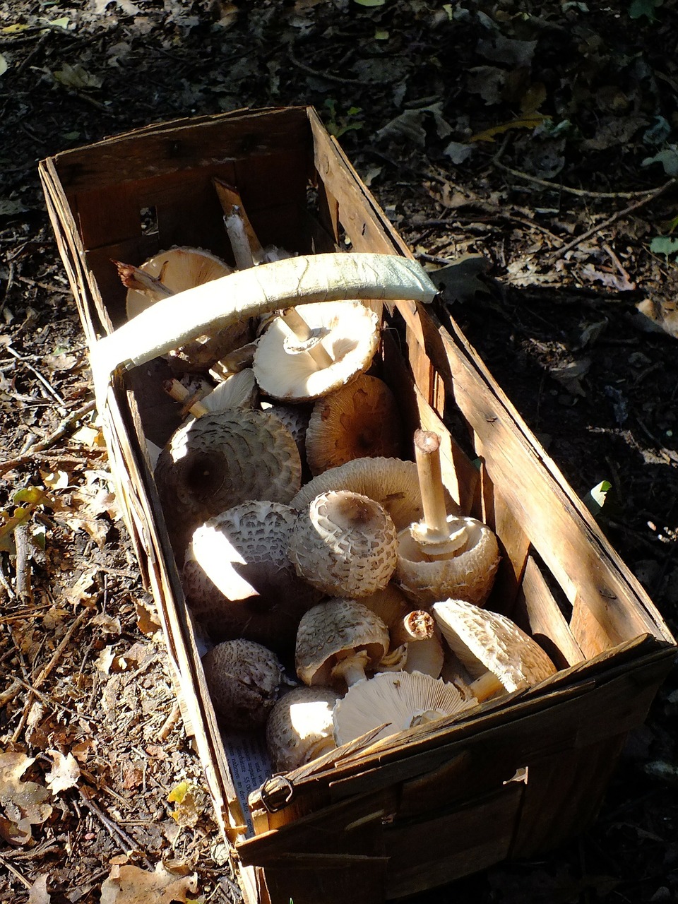 mushrooms in a basket forest mushroom picking free photo