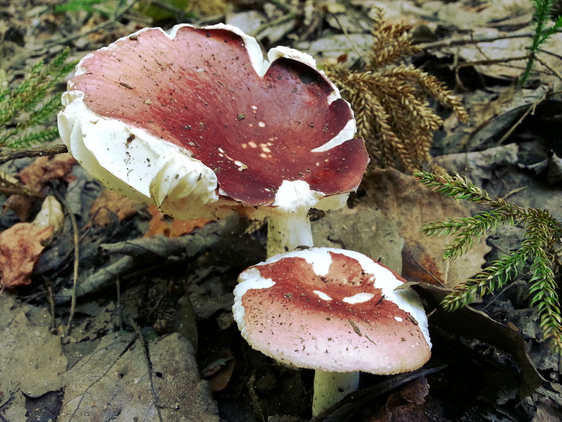 mushroom forest nature free photo