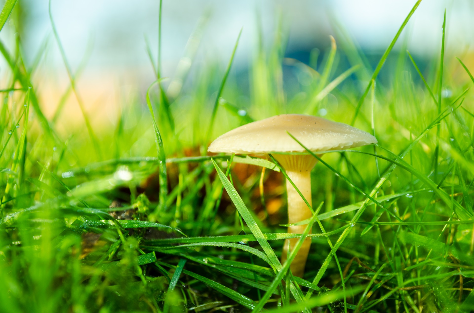 brown day fungi free photo