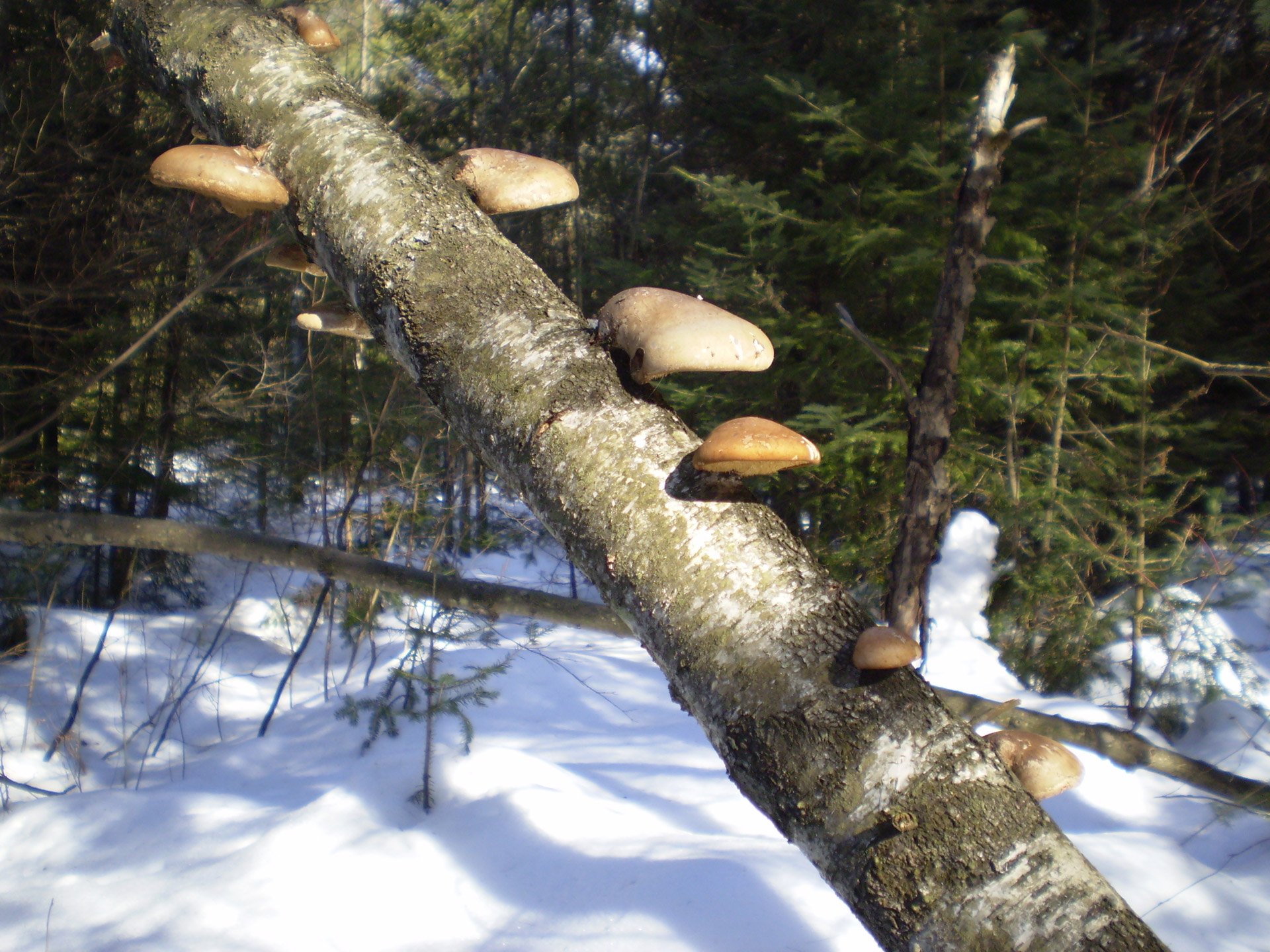 mushroom branch forest free photo