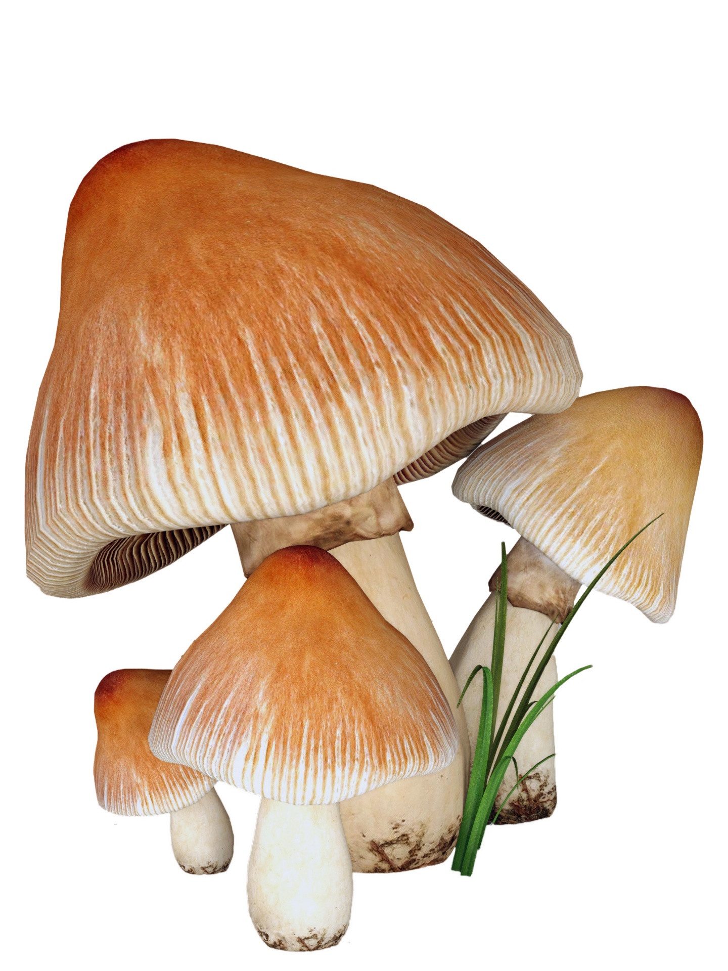 mushrooms mushroom toadstalls free photo