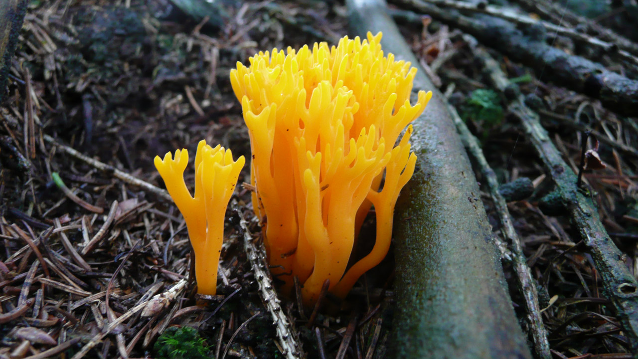 yellow mushroom fungus free photo