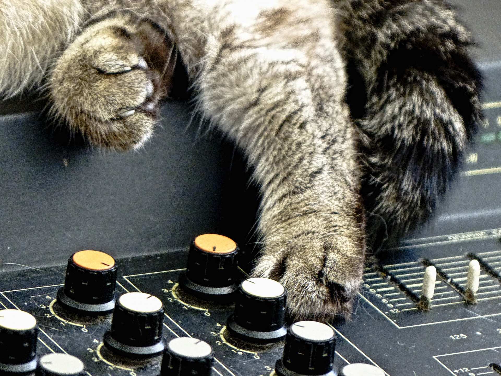 cat mixer music free photo