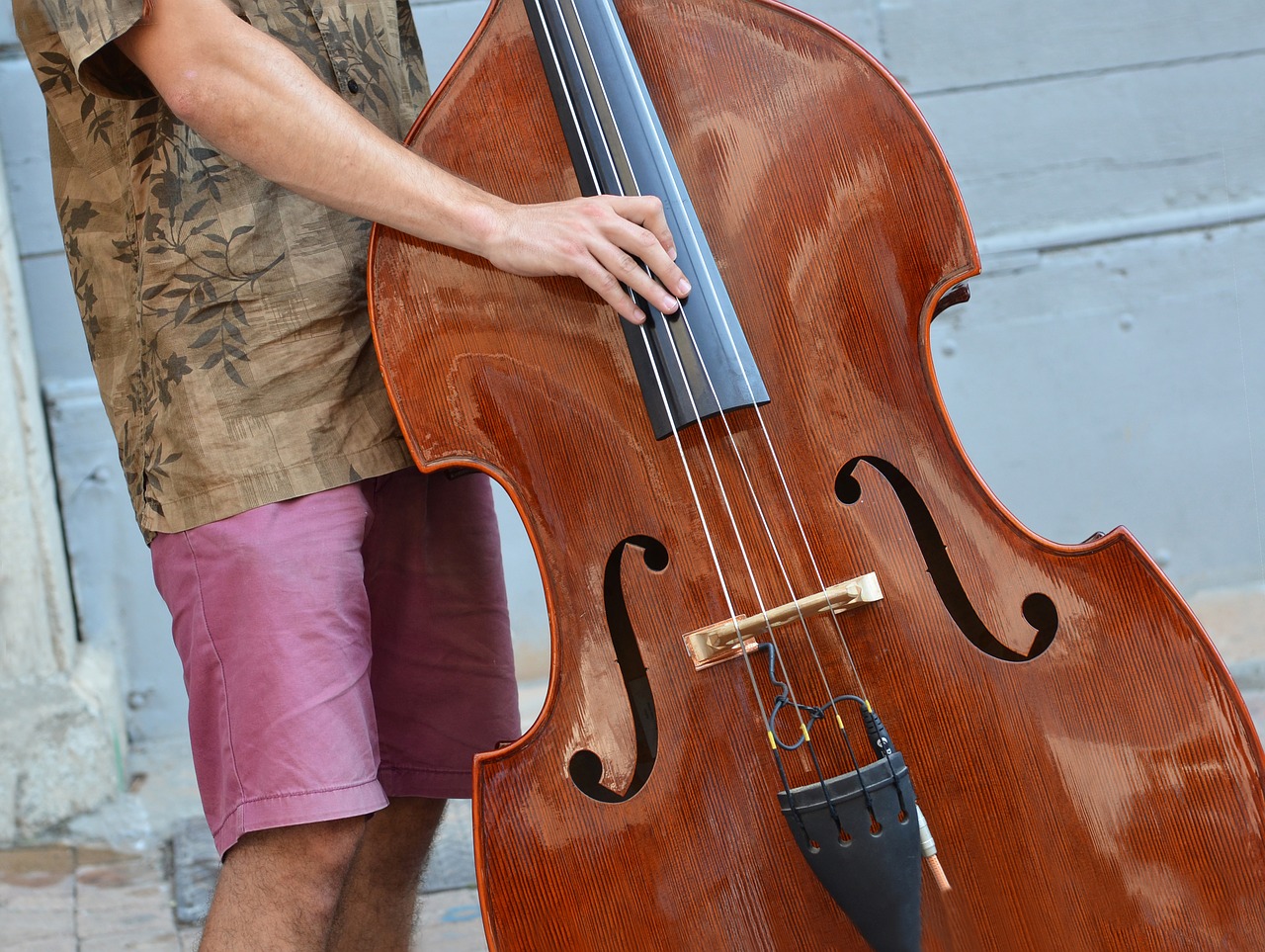 musician  double bass  instrument free photo