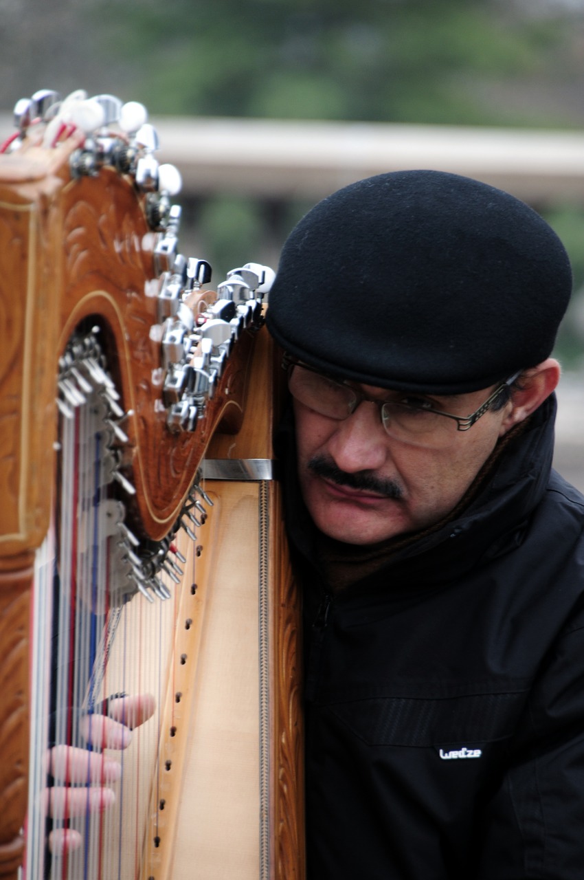 musician harpist strings free photo