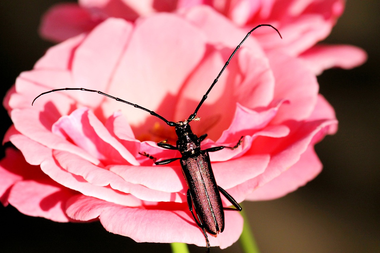 musk beetle beetle insect free photo