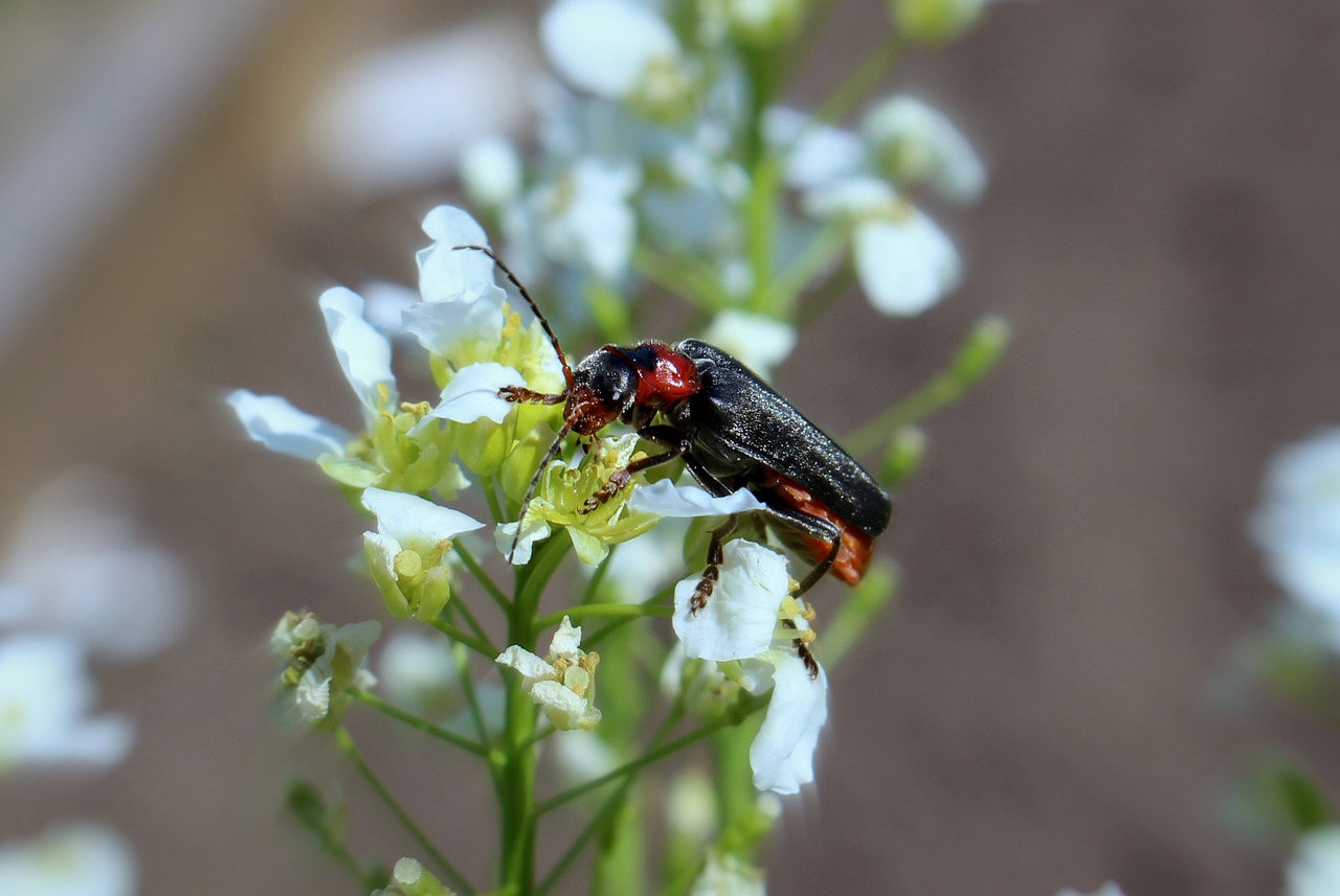 musk beetle insect beetle free photo