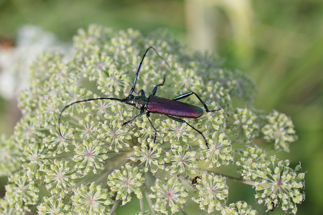 musk beetle beetle insect free photo