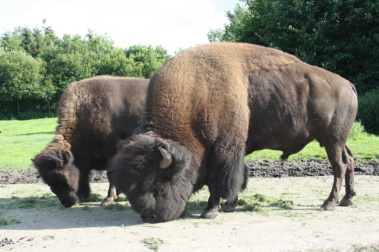 muskos buffalo givskud free photo