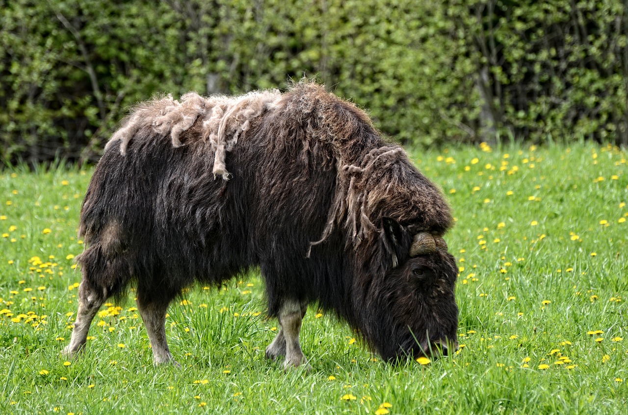 muskox animal wildlife free photo