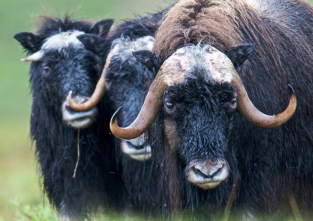 muskox muskoxen alaska free photo