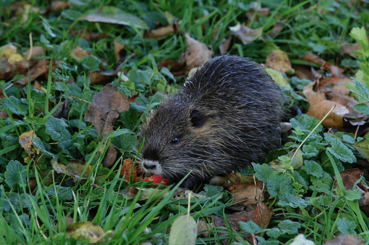 muskrat  rodent  nager free photo