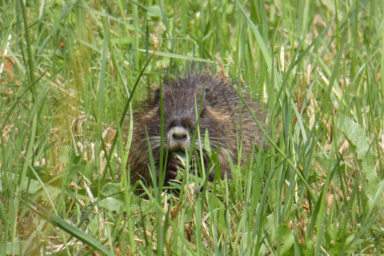 muskrat  young  rat free photo