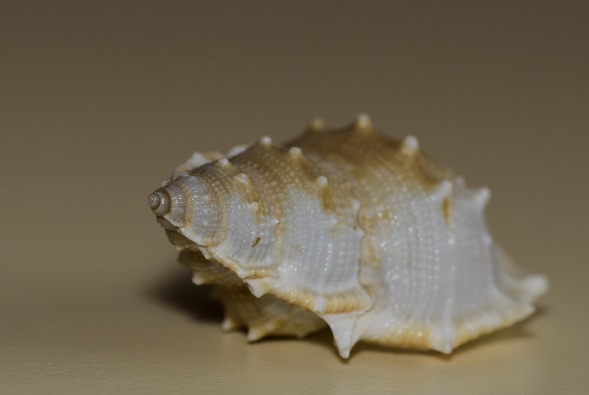 shell sea souvenir free photo