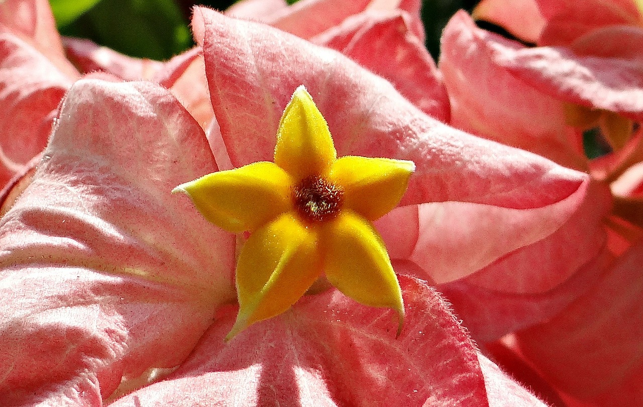 mussaenda flower pink free photo