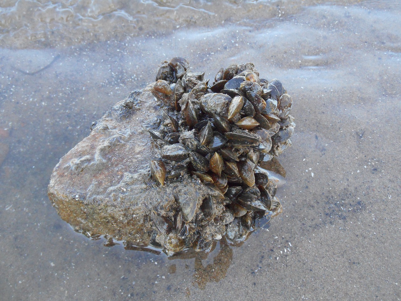 mussel riviermossel mussels free photo