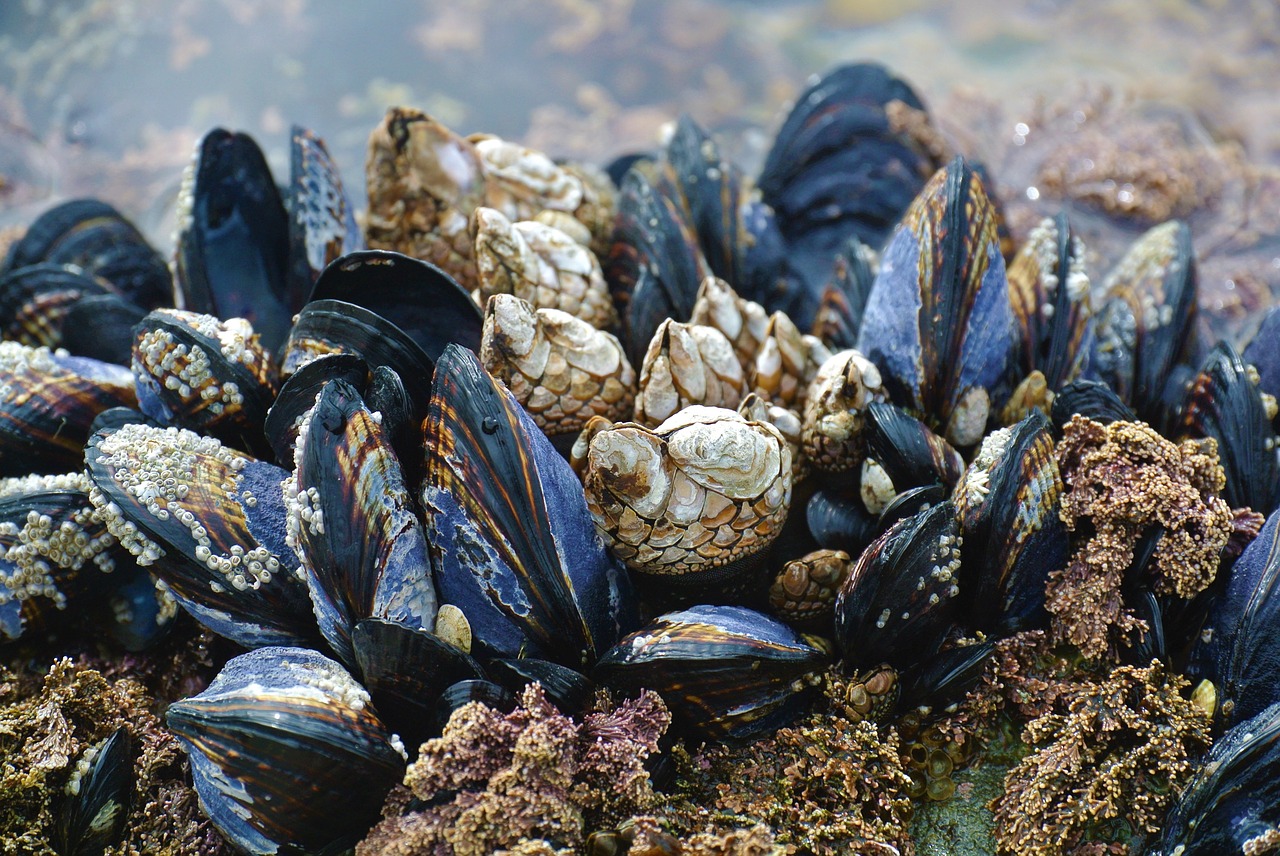 mussel  ocean  beach free photo