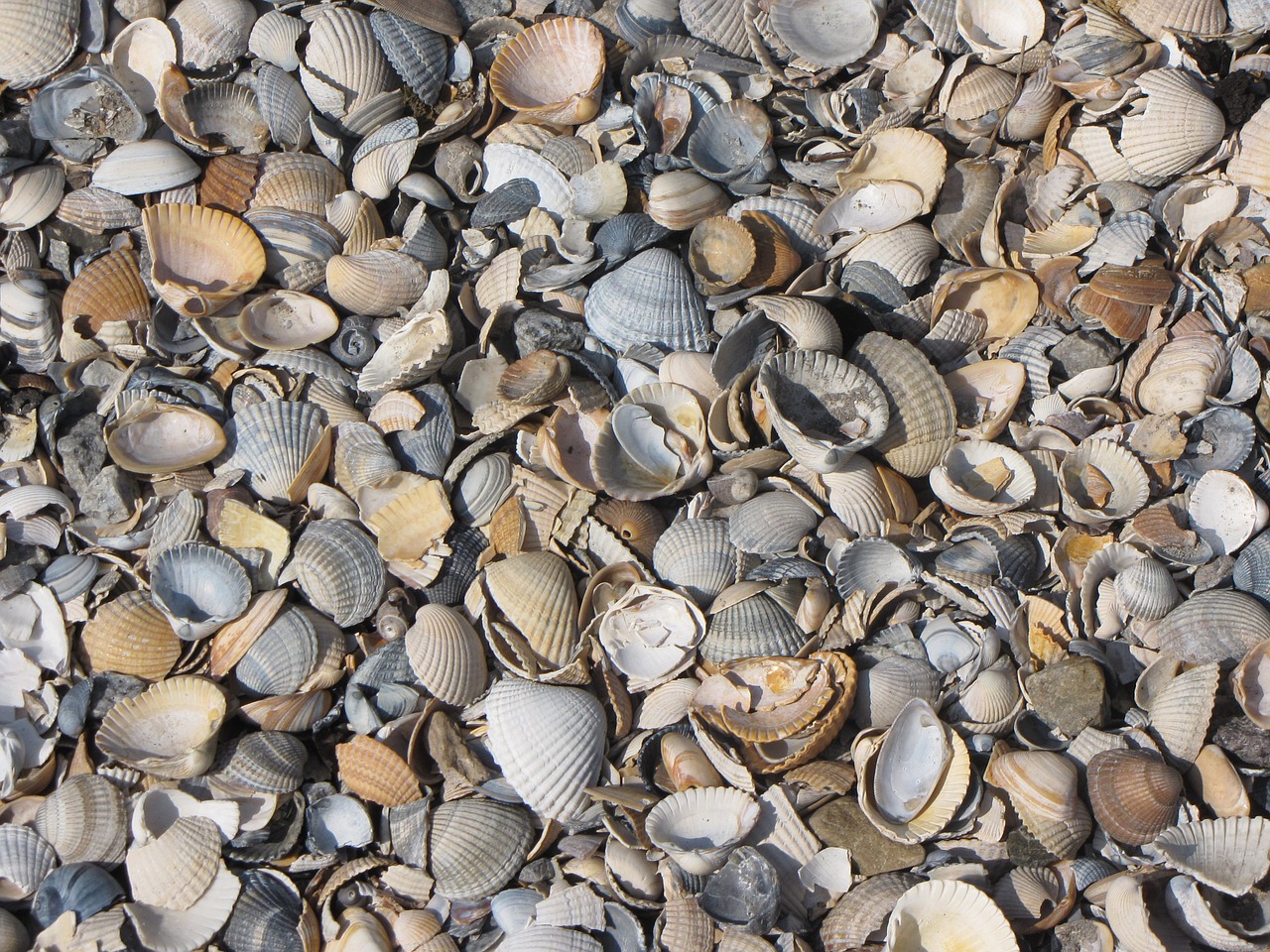mussel shells mussels shard free photo