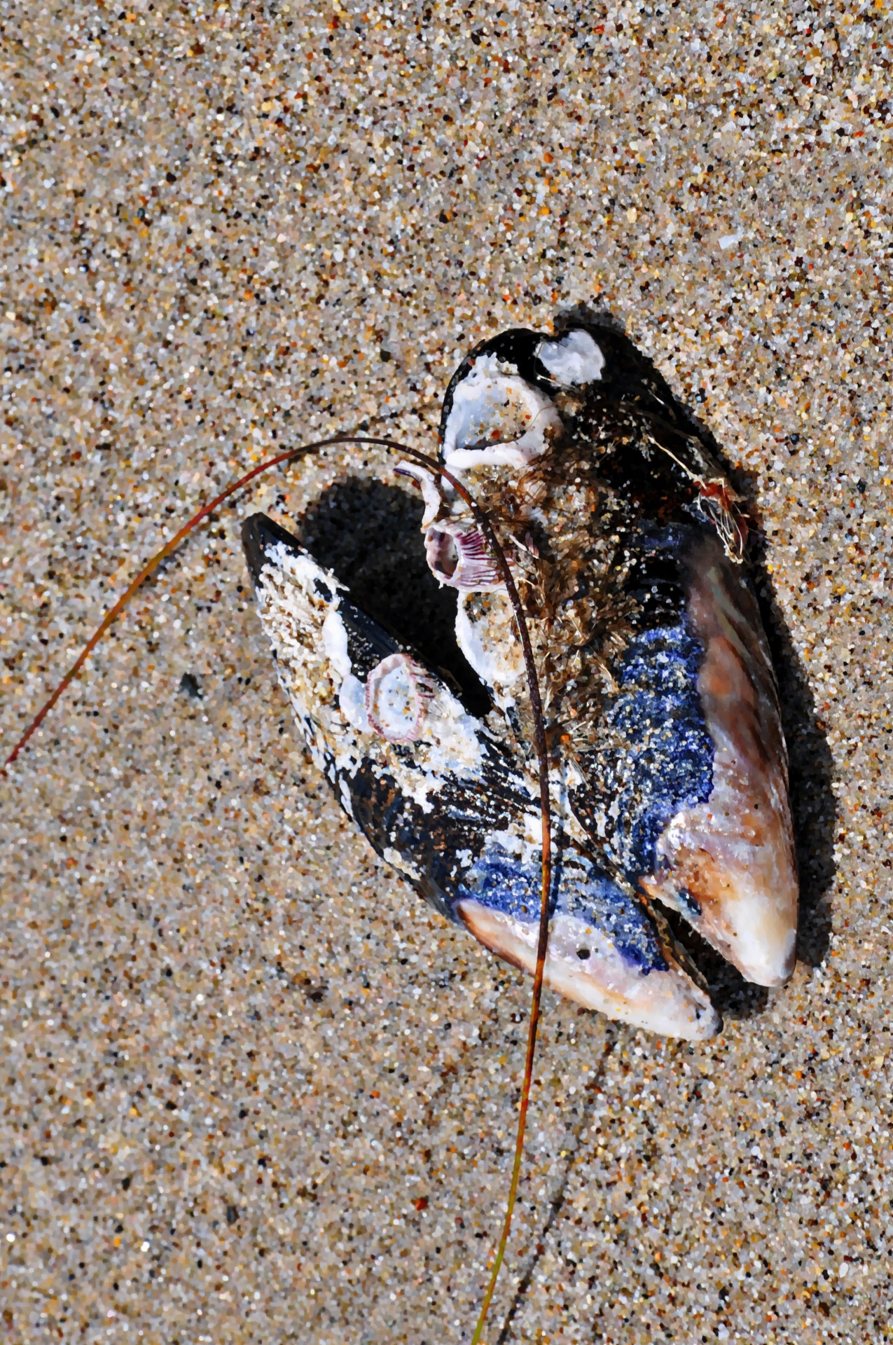 mussel shells sea free photo