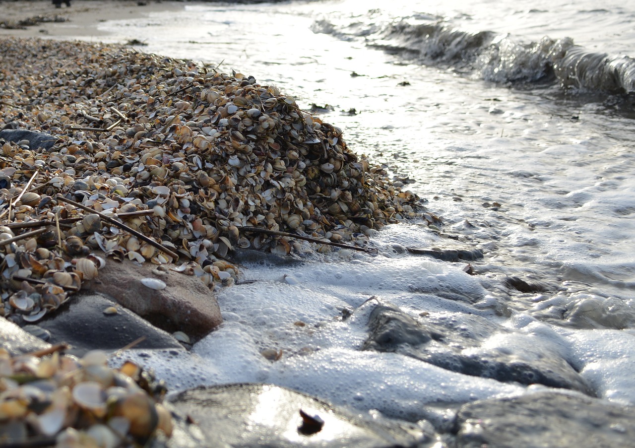 mussels sea water free photo