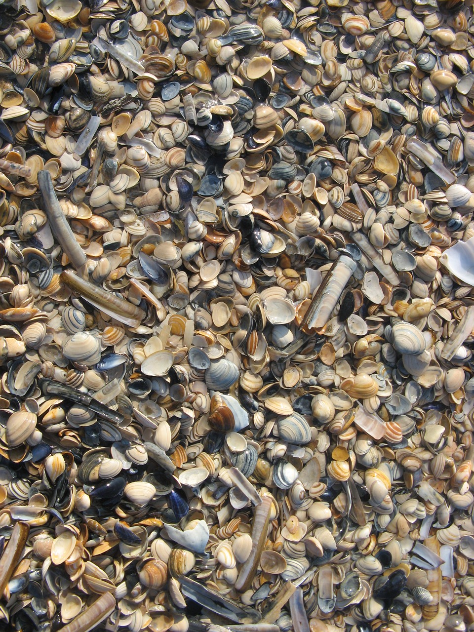 mussels beach sand free photo