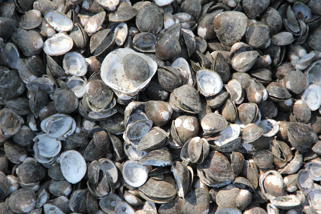 mussels shells mussel shells free photo
