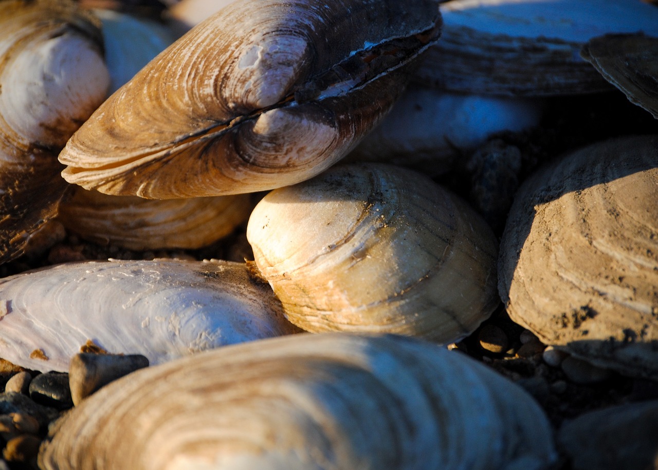 mussels shells shellfish free photo