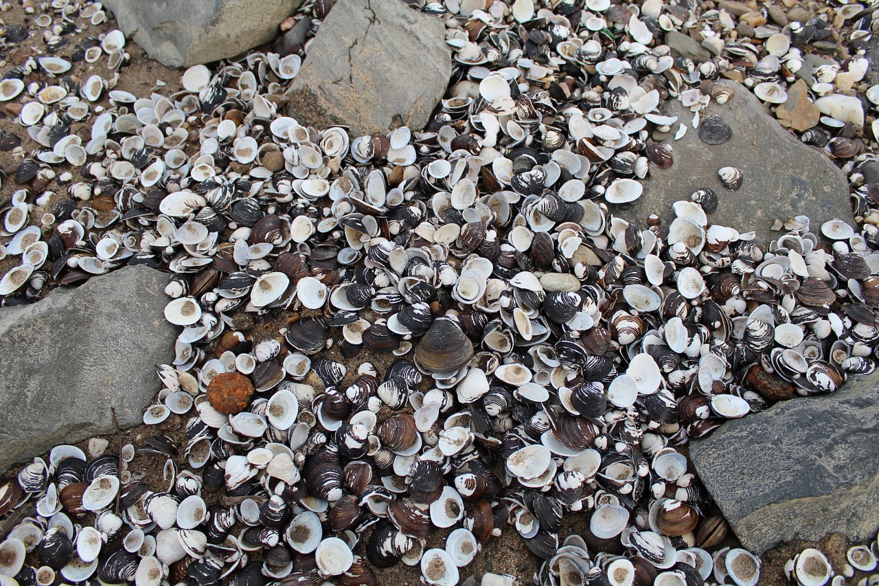 mussels stones beach free photo