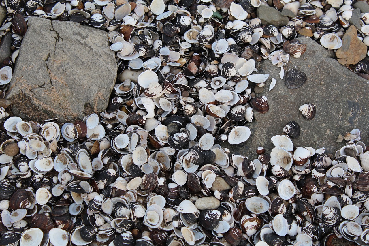 mussels stone beach free photo