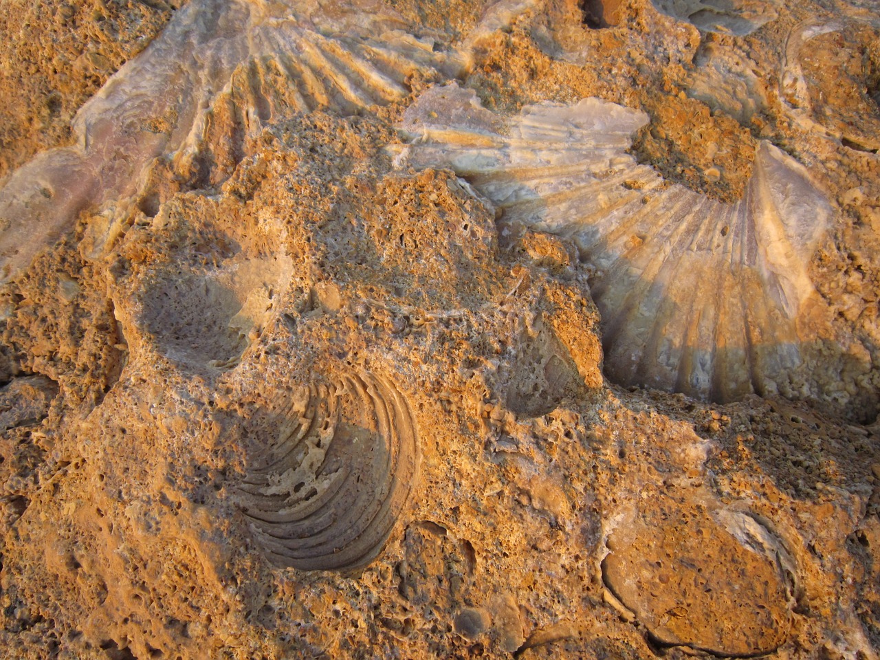 petrification fossilized mussels free photo