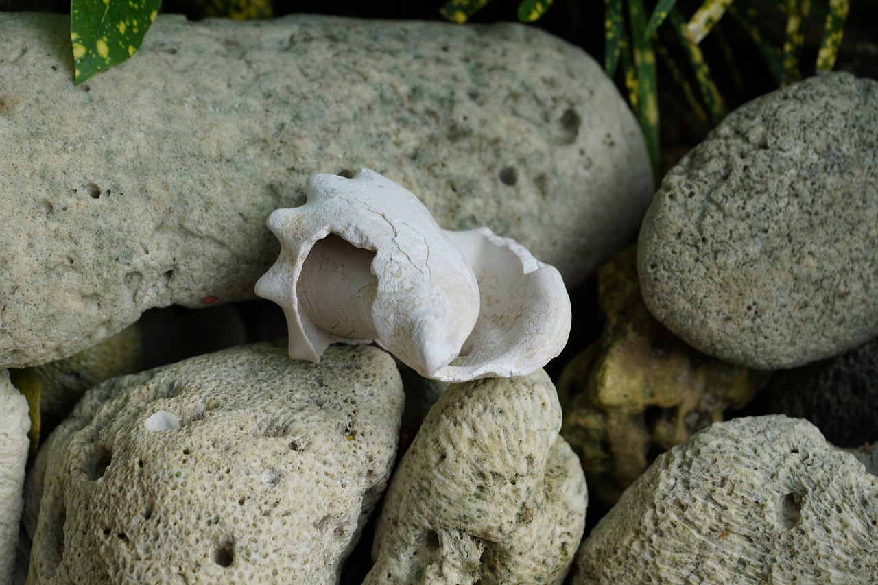 mussels white beach free photo