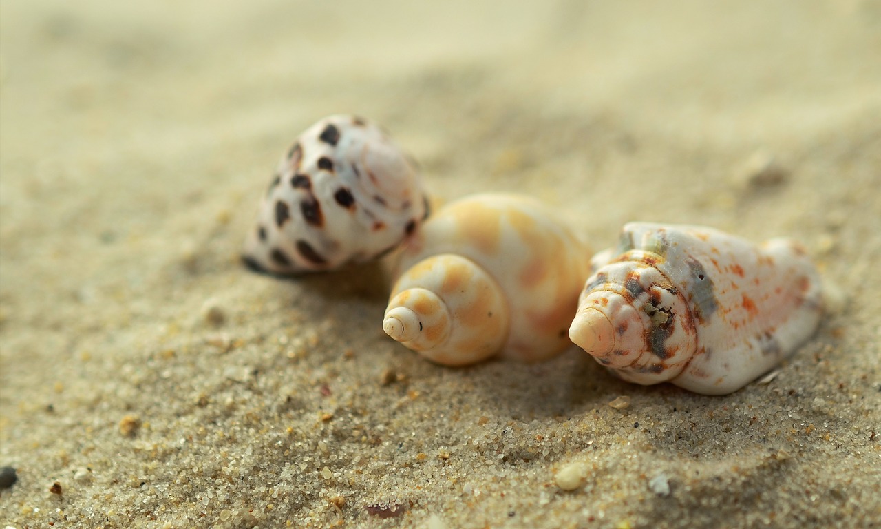 mussels snails sand free photo
