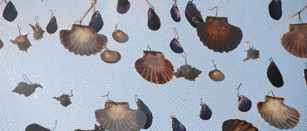 mussels network fishing net free photo