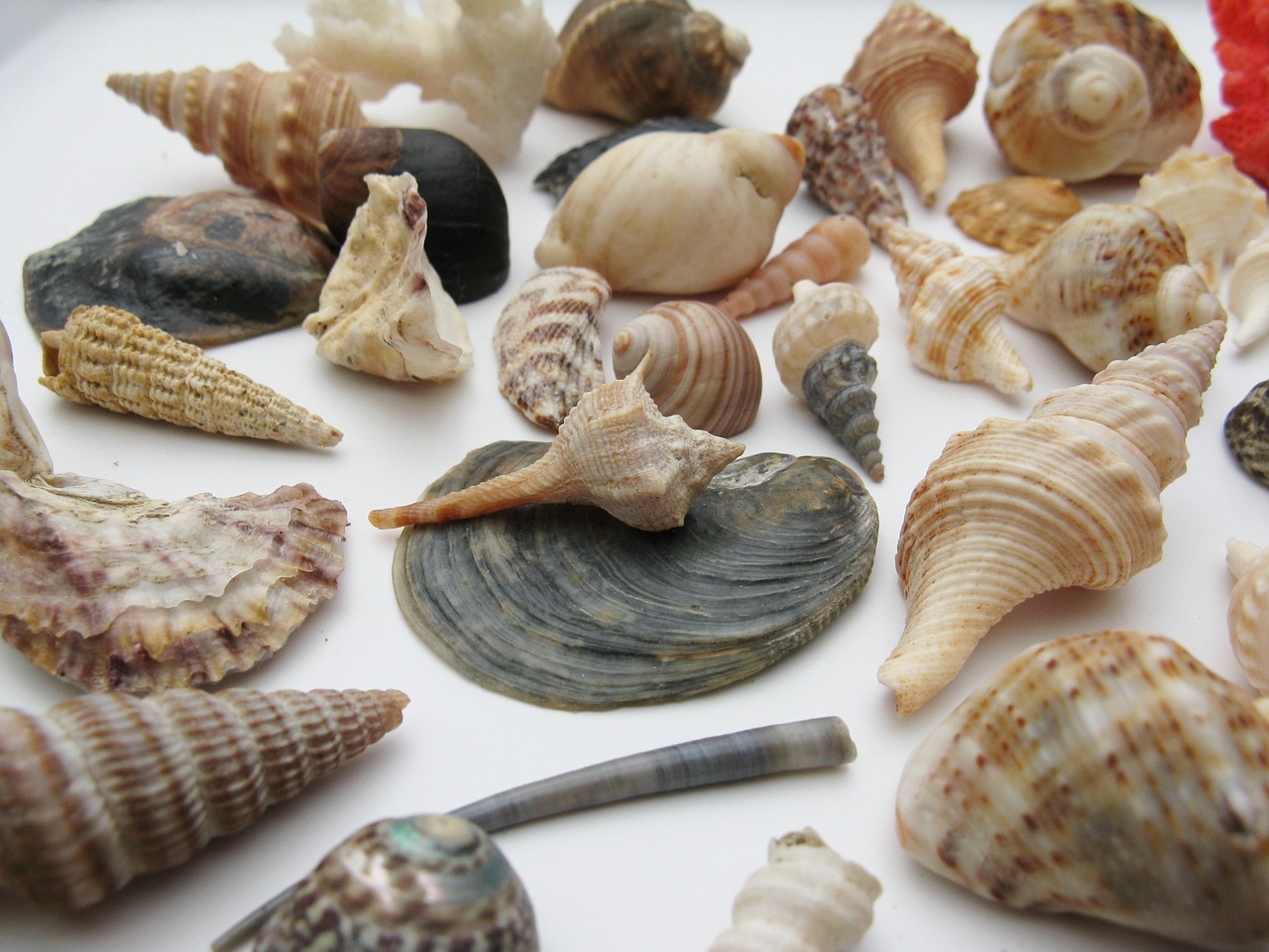 mussels marine gastropods meeresbewohner free photo