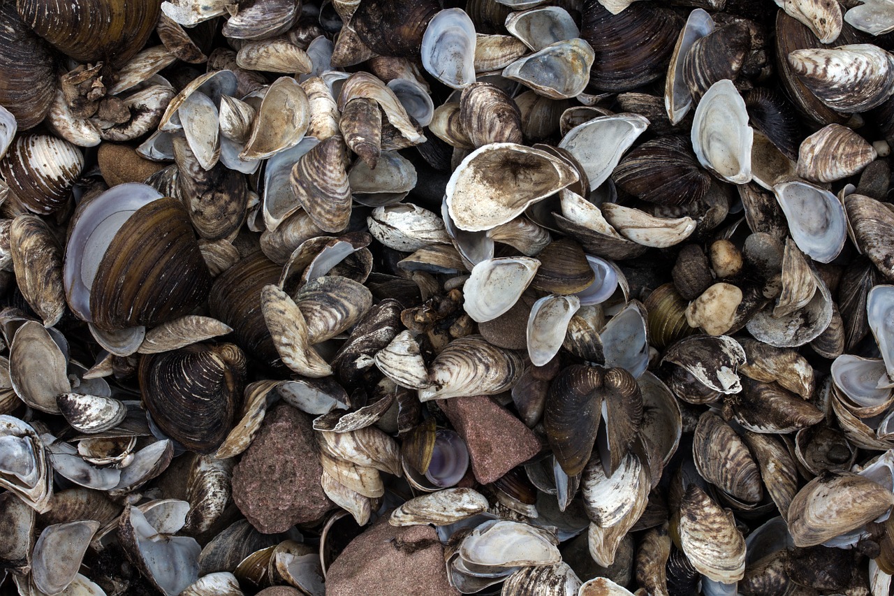 mussels stones rhine free photo