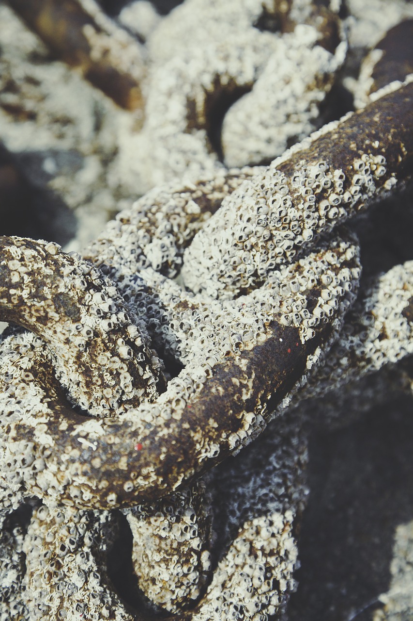 mussels chain deposit free photo